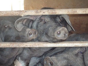 Menorcan black pigs