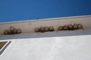 Group of 15 destroyed house martin nests