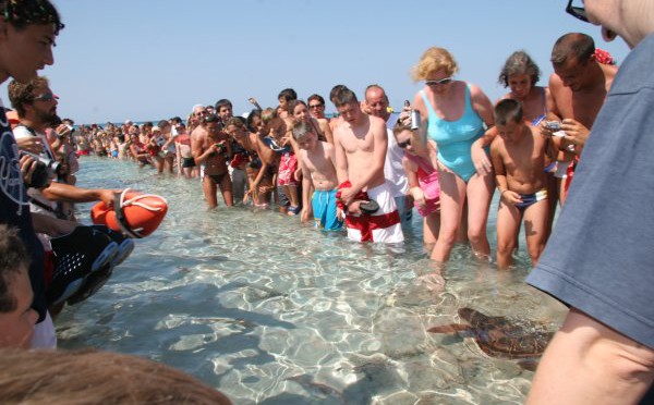 Freeing a sea turtle after having been healed at GOB's animals hospital