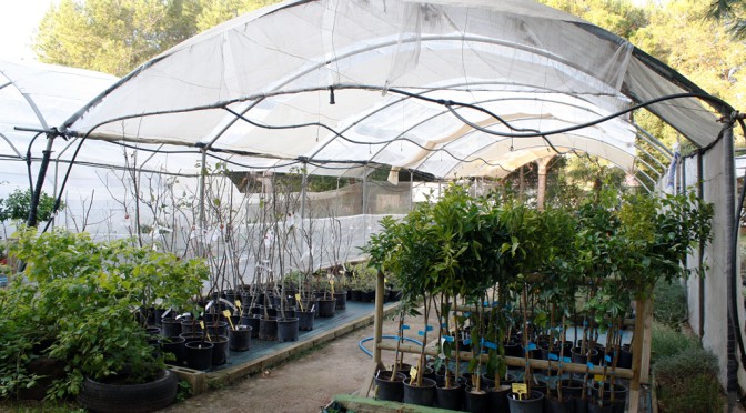 Fruit trees available at Es Viver