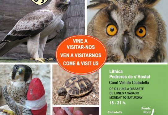 Hospital for Wild Animals open to the public from 1 July (video)