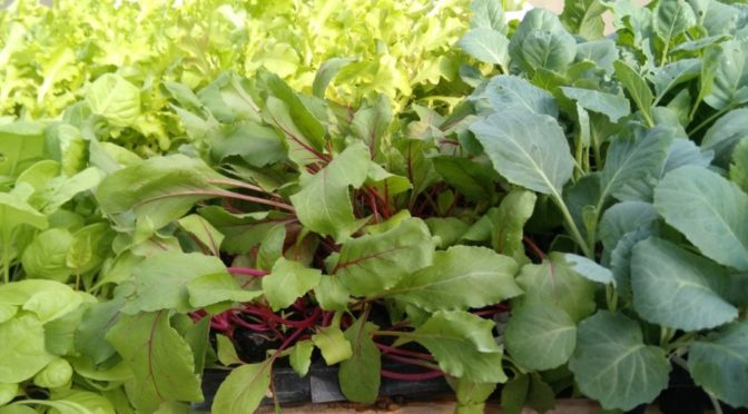 Ecological kitchen plants for sale at Es Viver