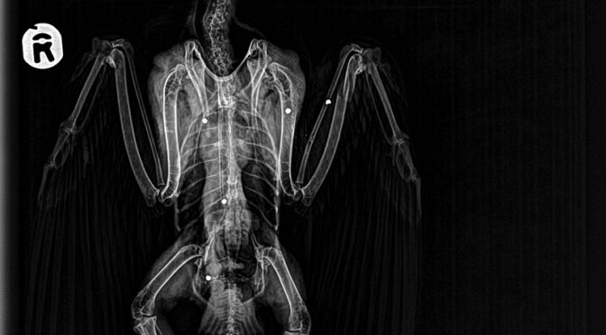 X-ray photograph from the wounded falcon