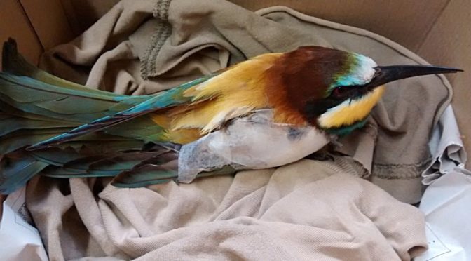 A bee-eater with a wounded wing