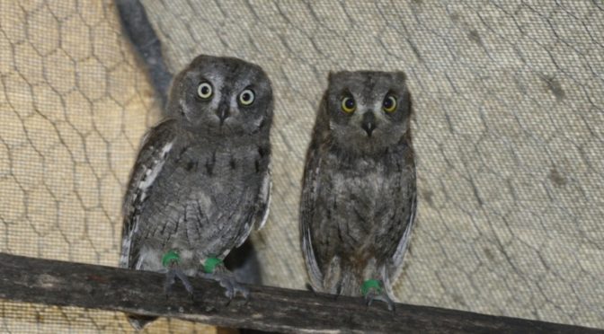 Release of owls into the wild this evening
