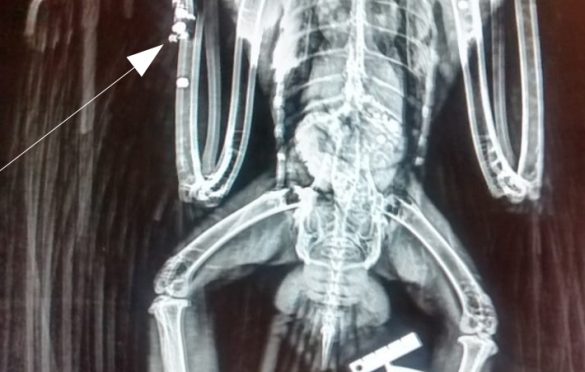 X-Ray of the wounded booted eagle