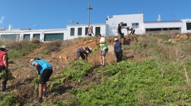 Volunteers removing invasive plant Carpobrotus