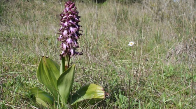 Himantoglossum robertianum orchid