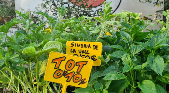 Sale of kitchen garden seedlings at GOB’s Es Viver