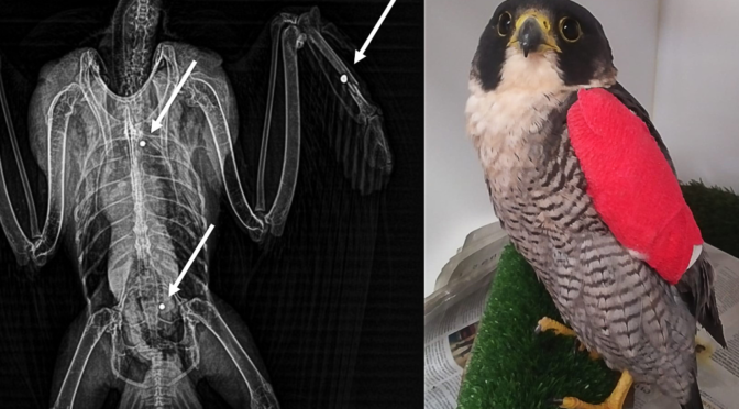 Formal complaint made about the shooting of a peregrine falcon