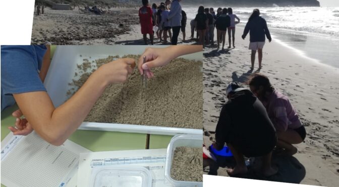 Two Menorcan beaches are continuing under the magnifying glass of citizen science