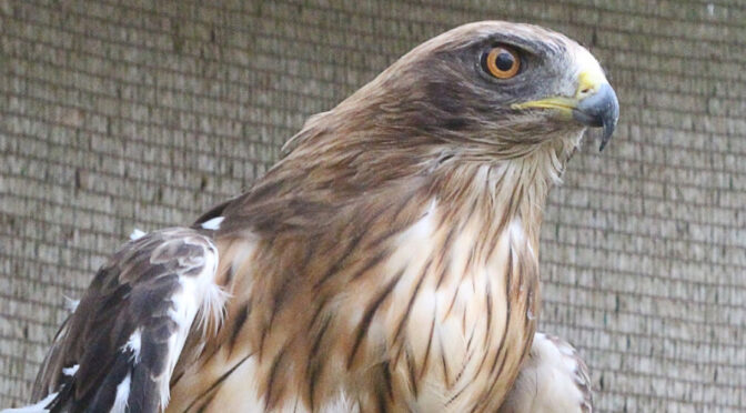 Family activity Tuesday on animal migrations at the Wildlife Recovery Center