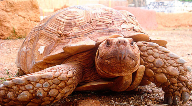 The dangers of invasive species to Menorca’s native wildlife: new family activity at the Wildlife Recovery Center