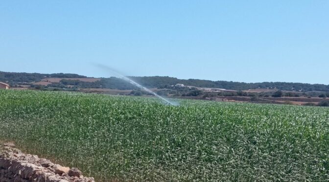 Large Irrigations in Full Sun and Against the Law