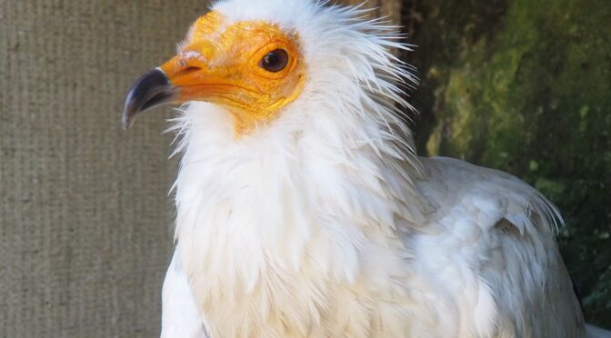 Why do birds have such a wide variety of beaks? Family Workshop at the Wildlife Recovery Center