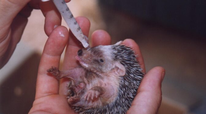 More resources to protect Menorca’s wildlife
