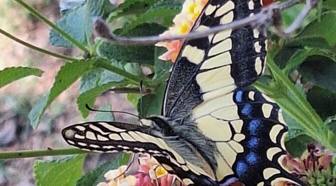 Come and discover the biodiversity of Custòdia Agrària farms