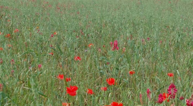 Symptomatic poppies